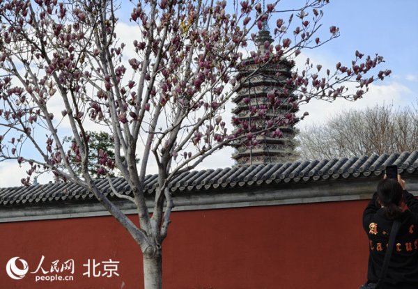 开云(中国)kaiyun网页版登录入口“大集+赏景”道路从漷县大集启航前去运河牡丹园-Kaiyun网页版·「中国」开云官方网站 登录入口